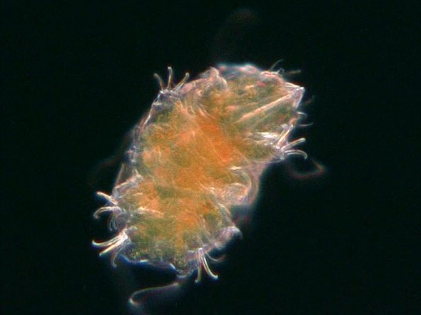 [ Terrestrial Echiniscus tardigrade - much easier to photograph, for comparison ]